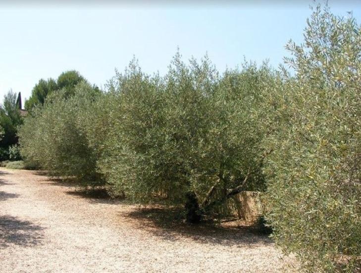 Un Gite En Provence - Les Jardins De Fontanille Saint-Rémy-de-Provence Exterior foto